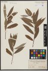 Foto von Salix alba L.